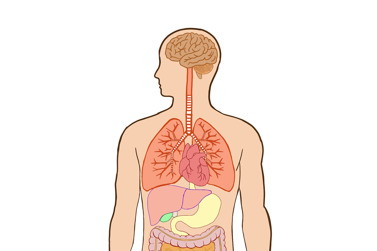 Biology & Anatomy goodnotes stickers, an Education Illustration by Noorist (Photo 19 of 32)