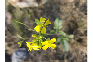 Three bright yellow mustard flowers, a Nature Photo by LogosDen