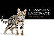 Cute Bengal Cat Clipart, Cute Cats, an Animal Illustration by BrushstrokeArtGB (Thumbnail 8 of 10)