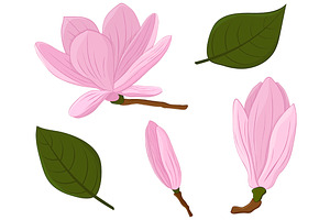 Magnolia Vector. Magnolia Flower