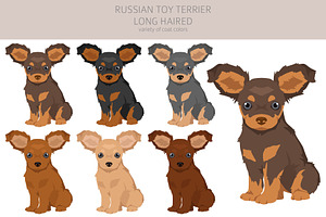 Russian Toy Terrier Longhaired