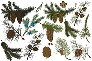 Vector fir branches, an Illustration by risovanya (Thumbnail 3 of 4)