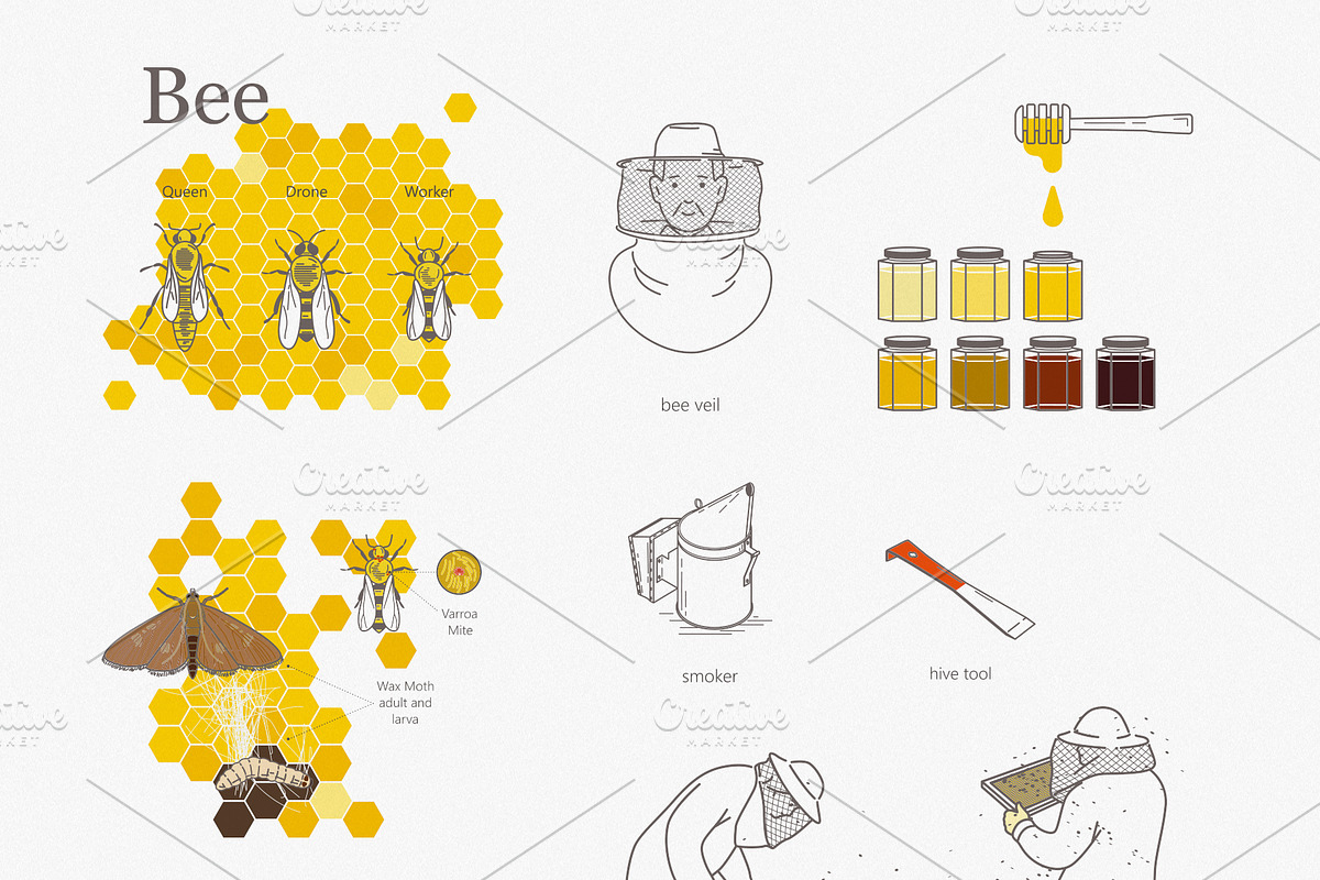 Beekeeping illustrations + tri-fold, an Education Illustration by bartamarabara (Photo 3 of 4)
