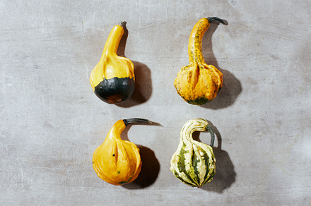 autumn flat lay on concrete background with pumpkins, an Abstract Photo by Alliance Images