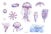 Watercolor Jellyfish Life Cycle Set, an Education Illustration by MayaNavits (Thumbnail 3 of 6)
