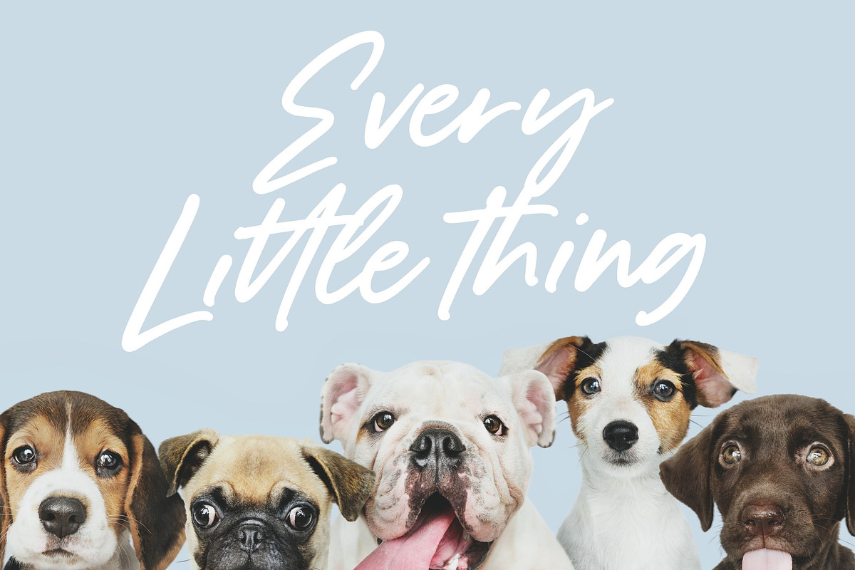 Dancingdog - Modern Calligraphy Font, a Script Font by Balpirick Studio (Photo 4 of 7)