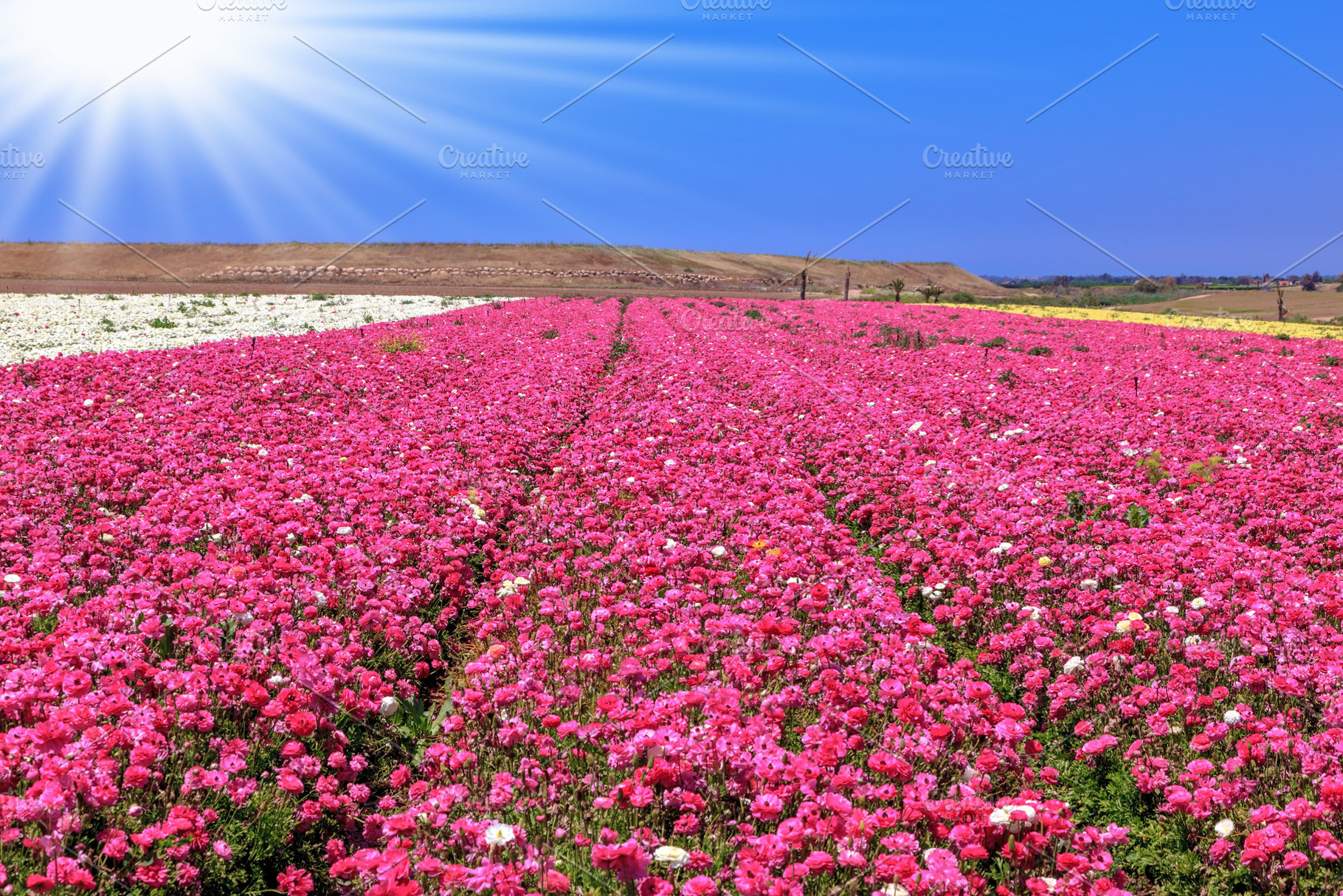 Endless fields of purple flowers, a Nature Photo by kavram