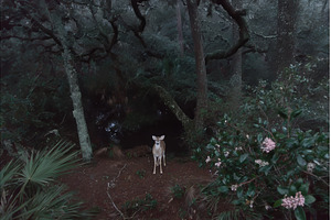 Facing the camera, a red brocket is, an Animal Photo by ZinetroN