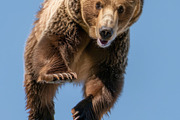 116 Flying animals, an Animal Photo by Handmadefont (Thumbnail 15 of 119)