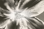 Halftone Floral Backgrounds, a Background Graphic by Natali Batu (Thumbnail 7 of 8)