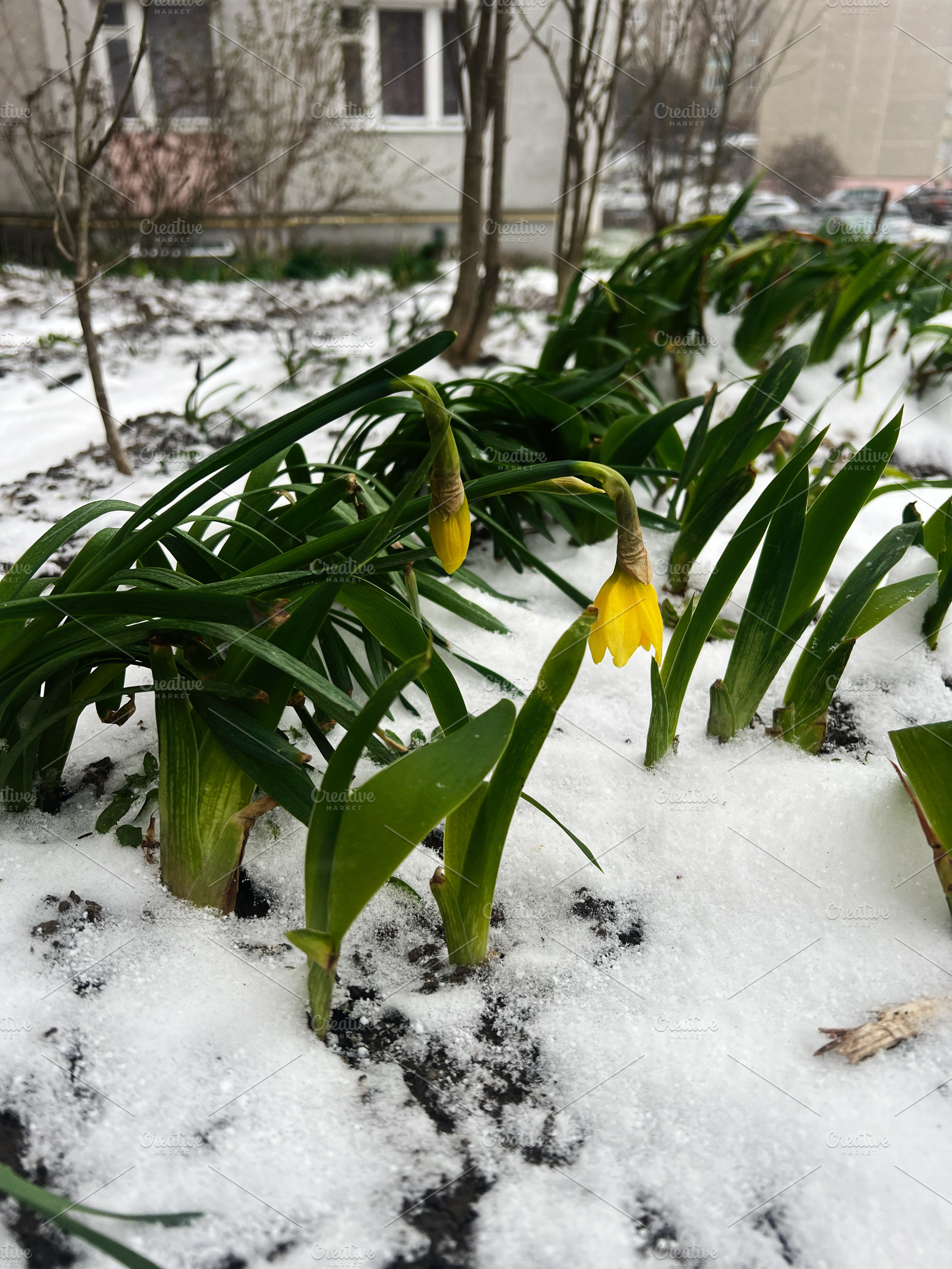 Yellow flowers blooming through snow in a winter urban garden, a Photo by AS photostudio
