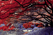 454 Infrared Fantasy Pro LUTs, a Preset Add-On by ShutterPro (Thumbnail 48 of 48)