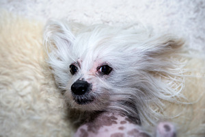 Dog lies on the carpet