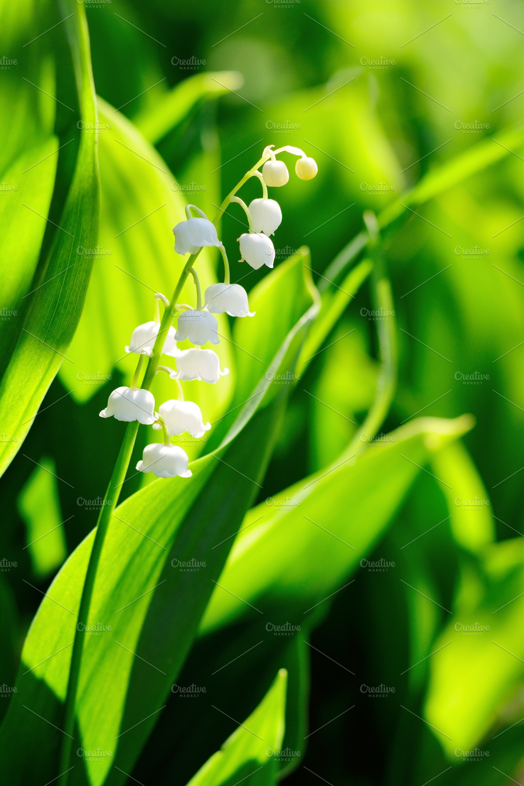 Lily of the valley containing blossom, closeup, and floral