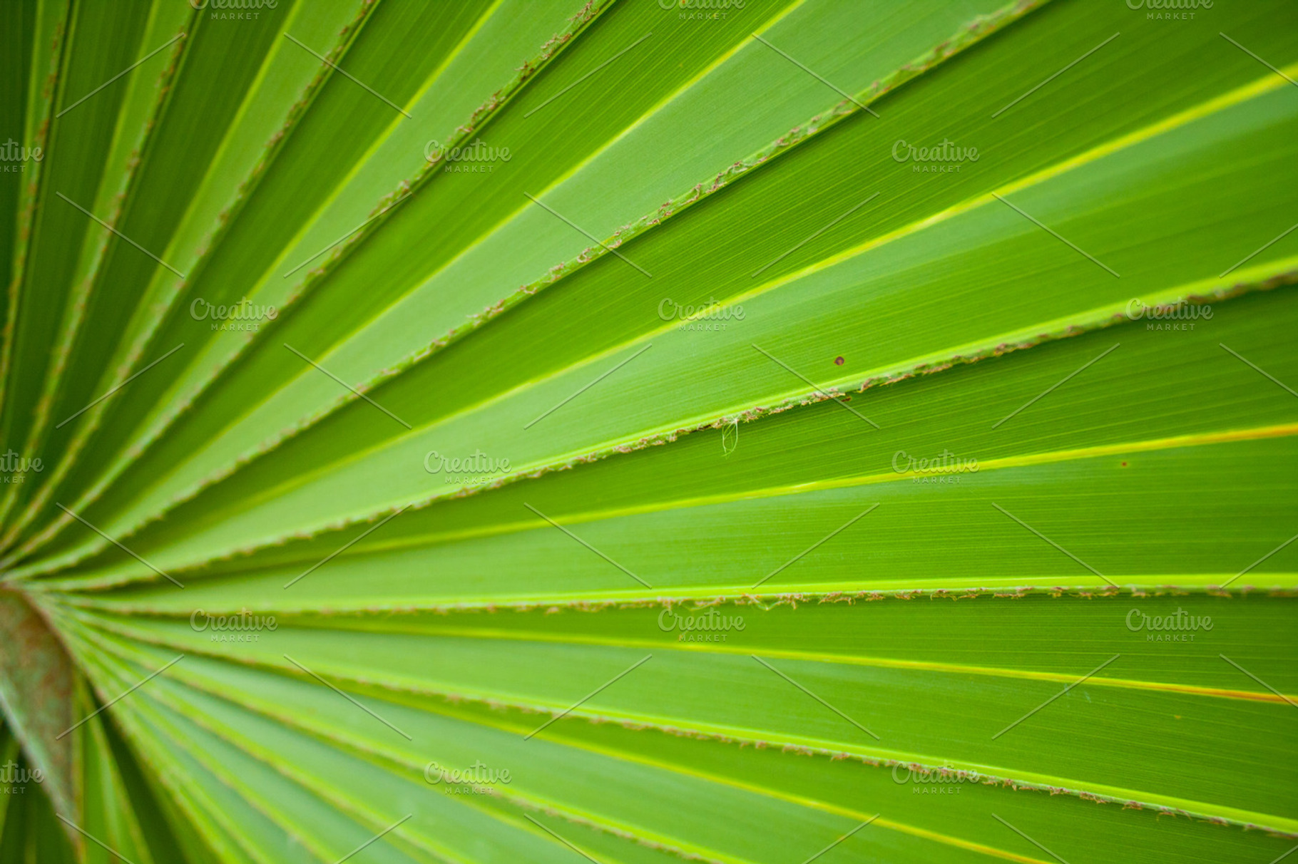 Background of leaves featuring abstract, backdrop, and background, a Nature Photo by a454