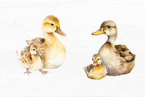 Mother And Baby Duck Watercolor Bund