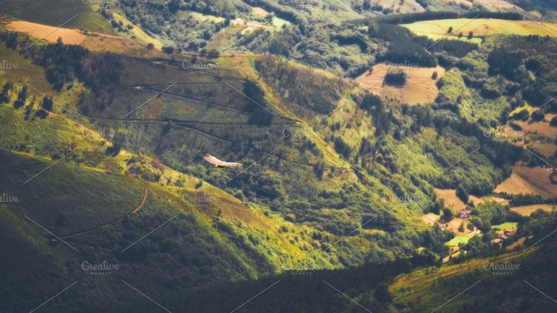 Soaring bird over valley, an Animal Photo by SkyNext