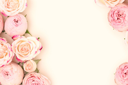 Pink rose flowers with copy space, a Nature Photo by rorygez fresh