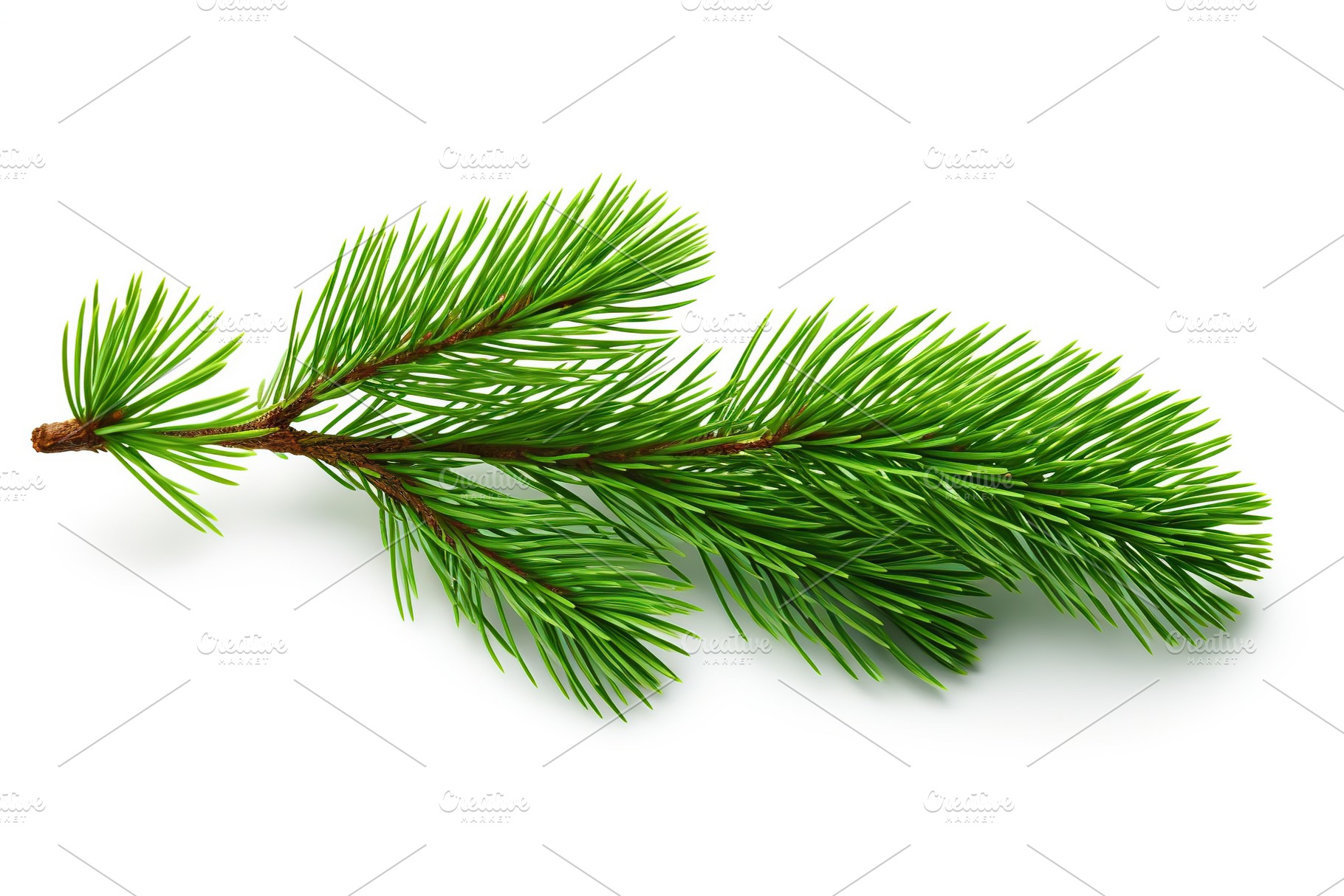 Pine branch isolated on white background, a Nature Photo by AlyaAnd