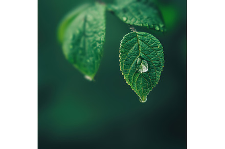 Nature Design Background, a Nature Photo by BazziBa♥