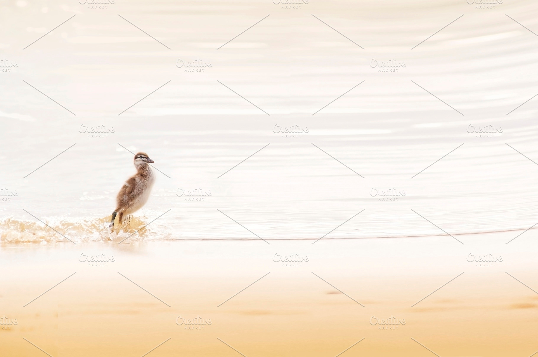 Ducklings, an Animal Photo by THP Creative