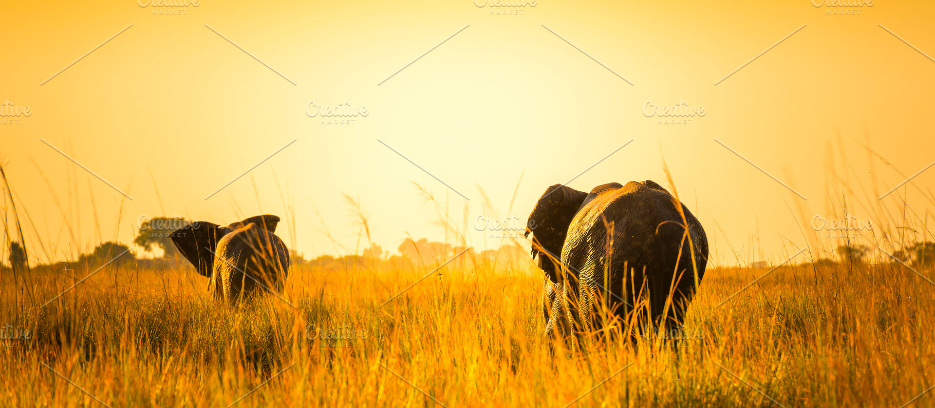 Elephants Walking Away On African Plains, an Animal Photo by THP Creative