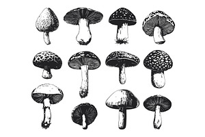 Various Wild Mushrooms Set Black And, a Food Illustration by LadadikArt