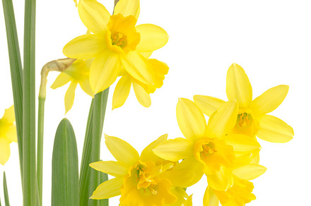 Yellow Daffodil Flowers In Bloom preview 6