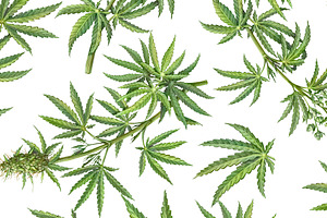 Cannabis Seamless Pattern