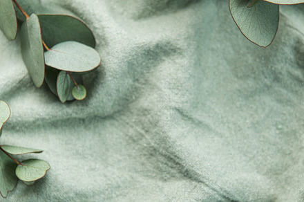 Eucalyptus branch  on textile fabric, a Nature Photo by Olena Rudo