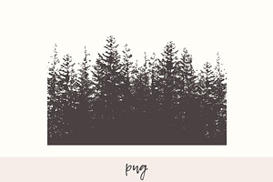 Fir Forest Background