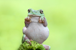 tree frog, funny, animal, 