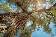 98 Trees view from below, a Nature Photo by Handmadefont (Thumbnail 56 of 98)