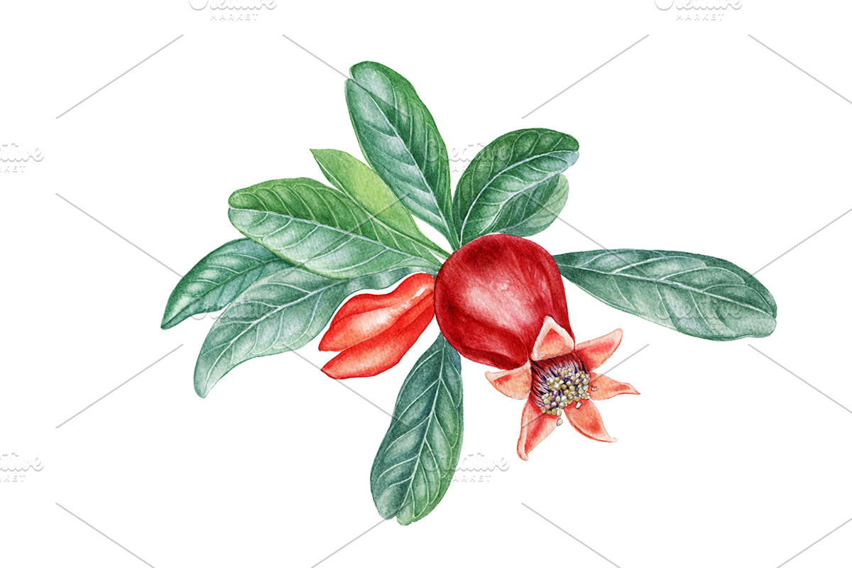 Pomegranate, an Illustration by Watercolor life (Photo 3 of 6)