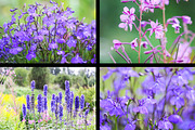 22 stock photos set. Nature, flowers, a Nature Photo by pictures for you (Thumbnail 2 of 6)