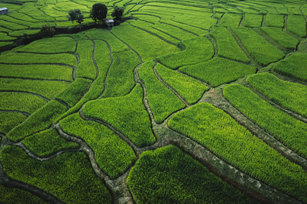 rice fields at dusk in the countryside, a Nature Photo by Art Rachen