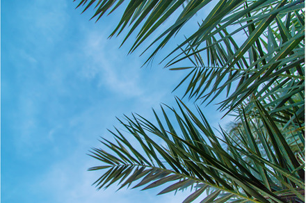 Palm leaves against the sky, a Nature Photo by yanadjana