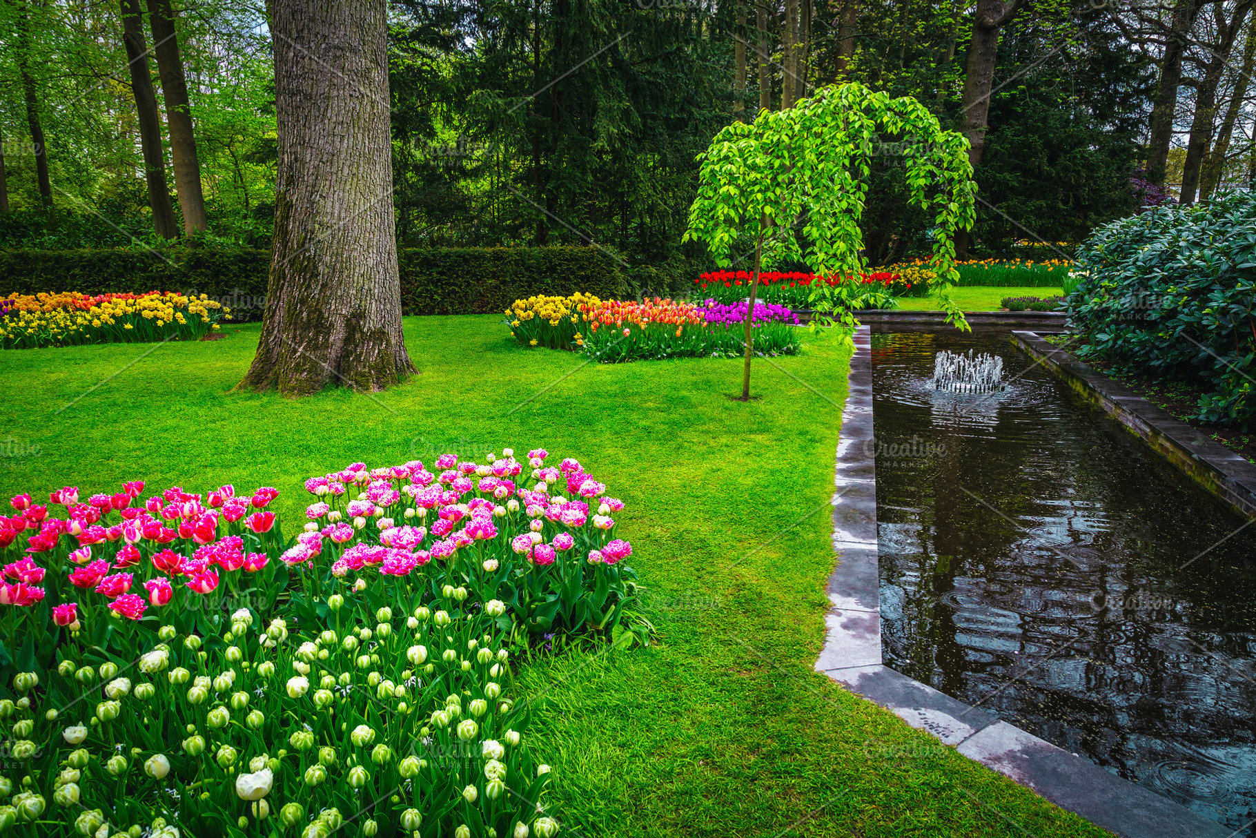 Amazing part of ornamental garden, a Nature Photo by Alpine Dreams