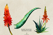 Aloe Vera Watercolor, a Decorative Illustration by Karliefie (Thumbnail 2 of 3)