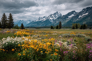 Wildflowers grow in a field, a Photo by Pavel_design