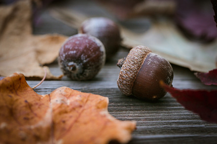 Acorns featuring acorns, nuts, and wooden, a Nature Photo by Tina Thelen Photography