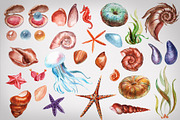 Seashell collection, a Decorative Illustration by Germesia arts store (Thumbnail 4 of 4)