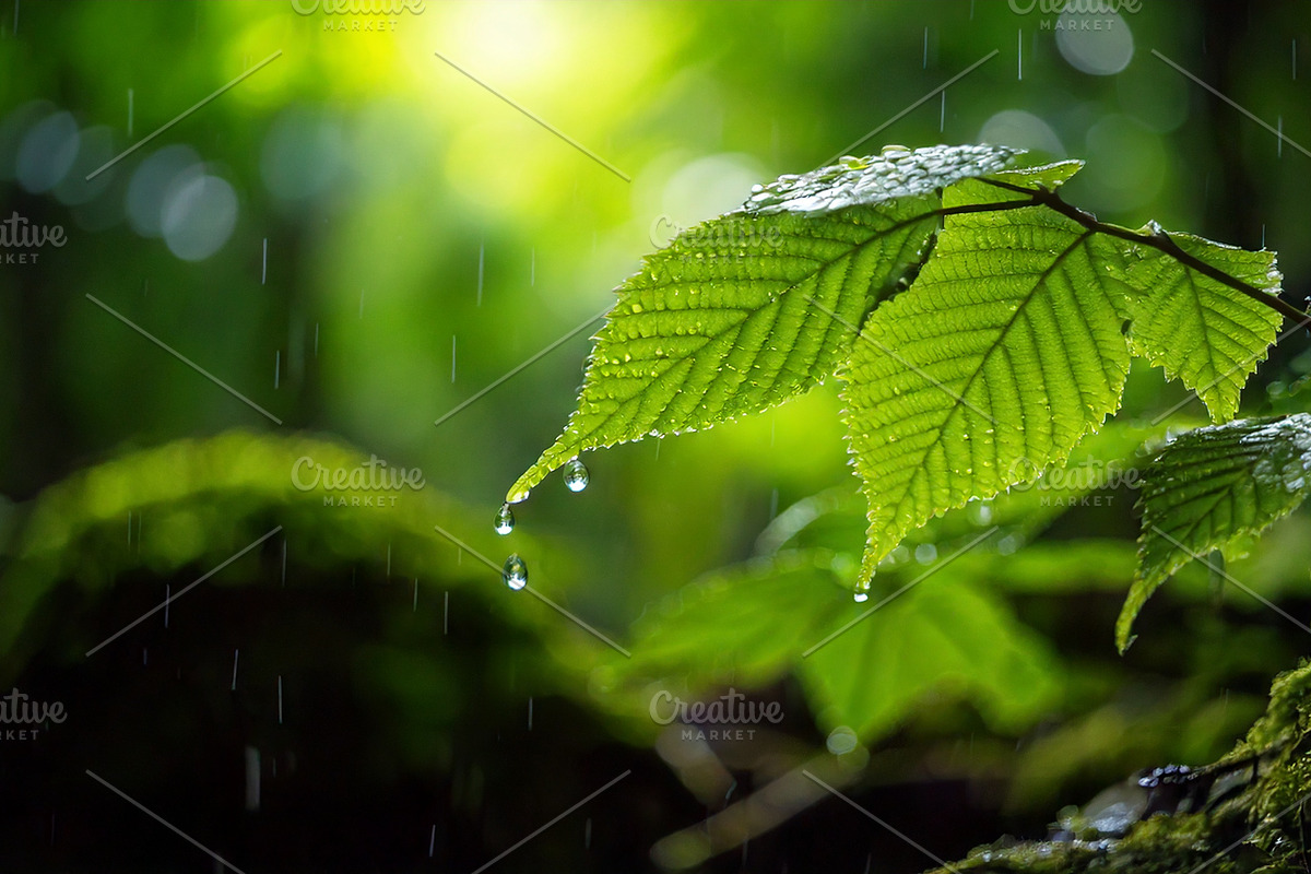 40 Rain in the forest, close up, a Background Photo by Design_Planet (Photo 14 of 14)
