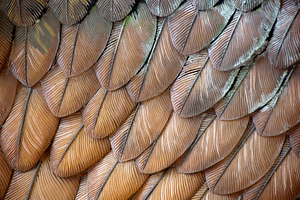 Eagle Feathers, an Abstract Photo by THP Creative