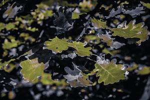 Leaf #8, a Nature Photo by jakub_kopecky