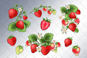 Strawberry Clipart, an Illustration by Masha  Studio (Thumbnail 5 of 10)