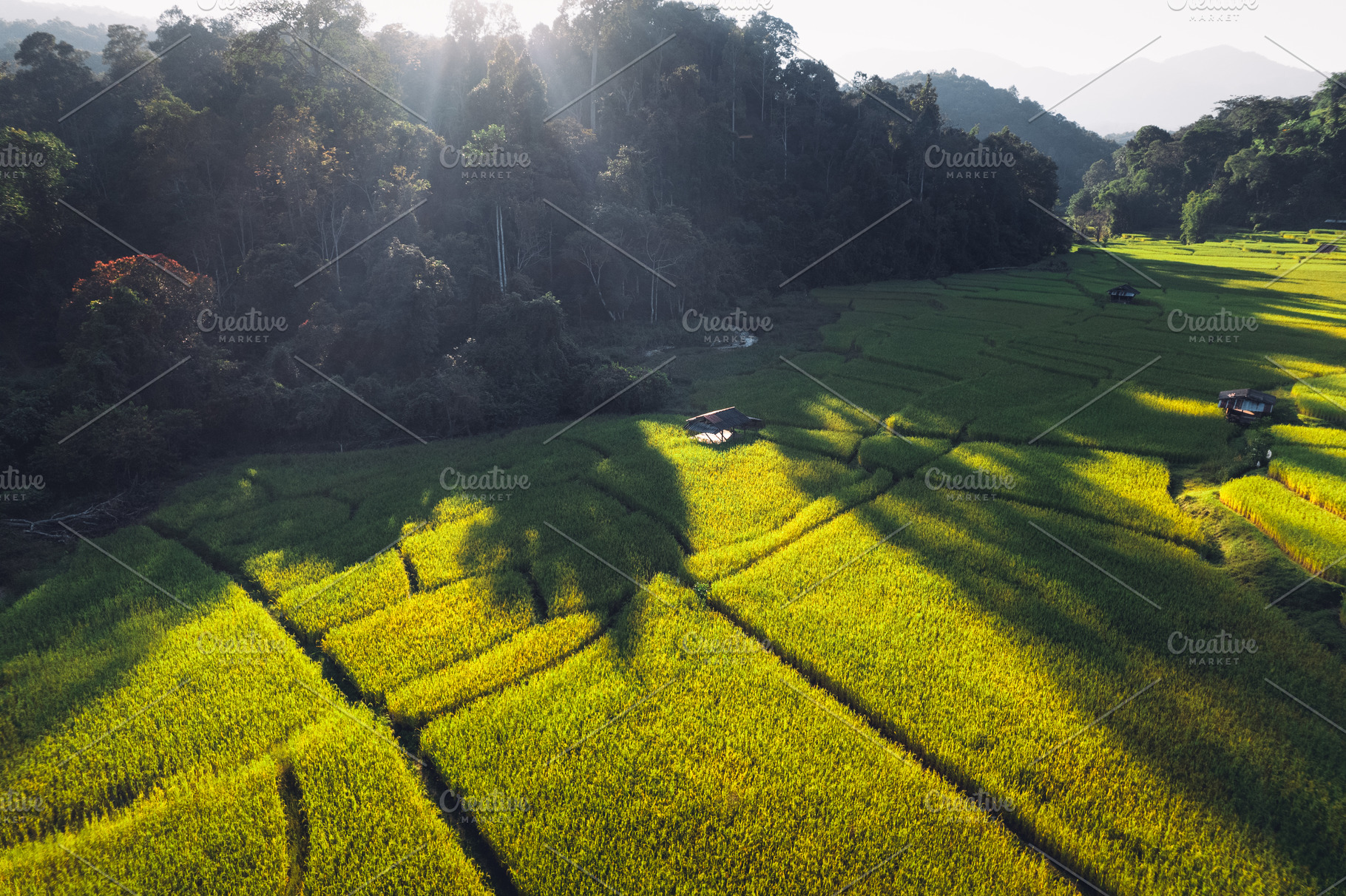 evening rice fields in the countryside, a Nature Photo by Art Rachen