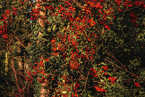 Red firethorn berries densely growing on branches in a sunny autumn forest, pro, a Photo by Studio ANNA
