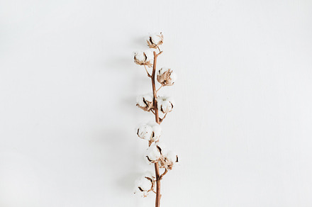 Cotton branch, a Nature Photo by Floral Deco
