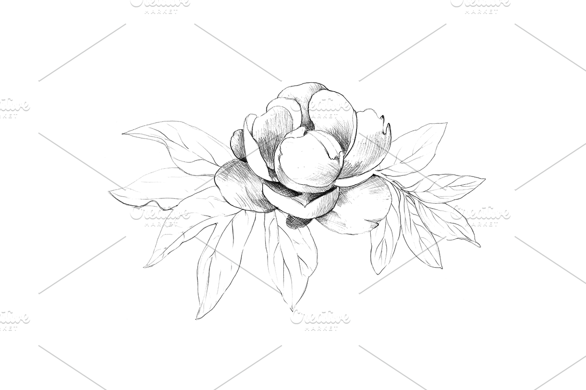Hand Sketched Peonies, an Object Graphic by VictoriaKStudio (Photo 4 of 9)